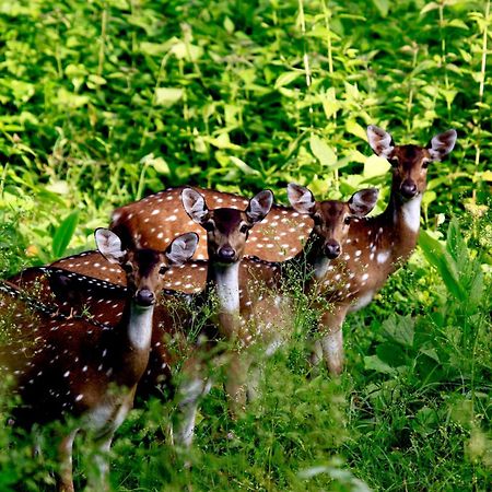 Vayal Veedu - Luxury Farm Villas By The Woods Muthanga Exteriör bild