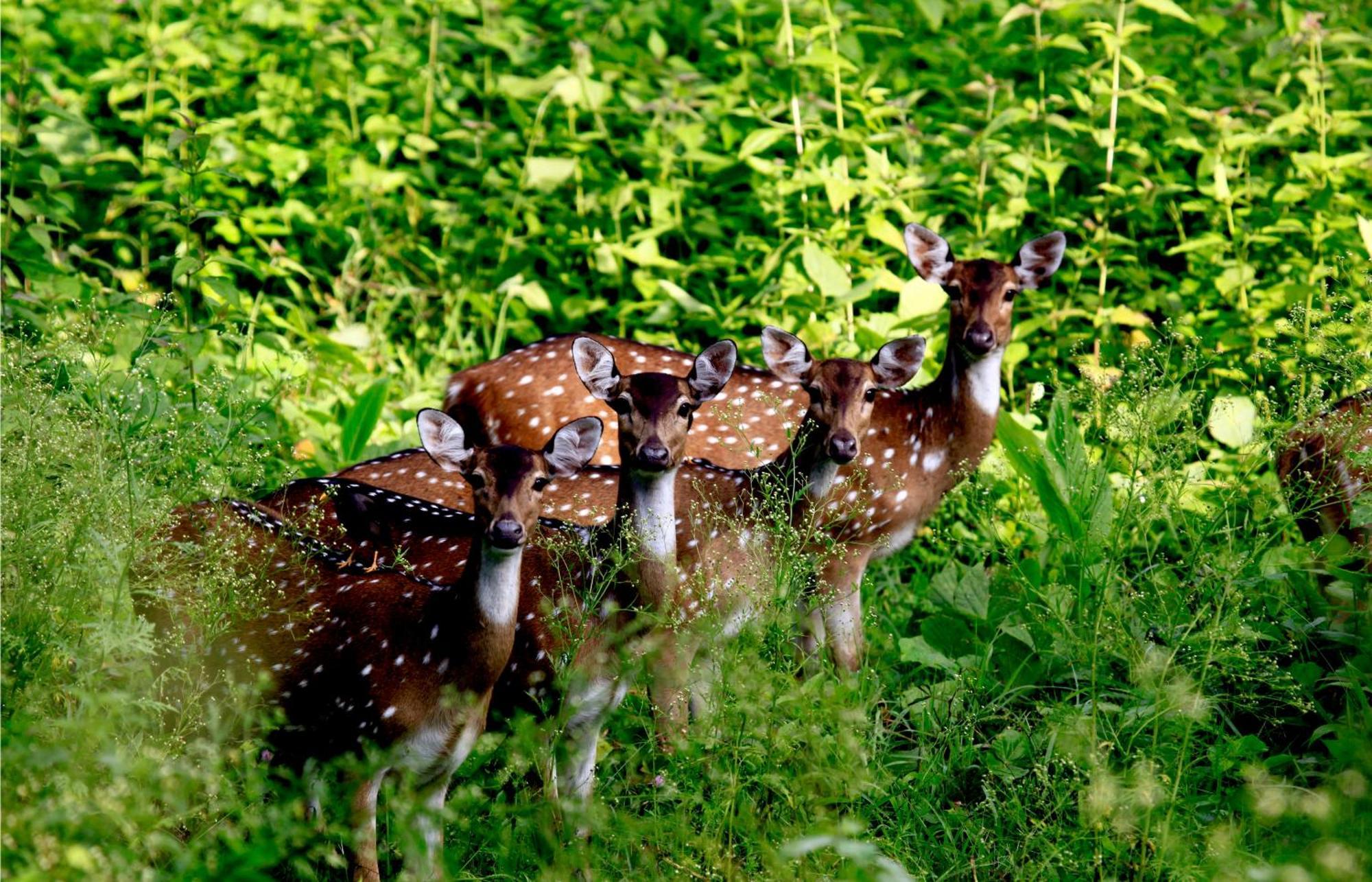 Vayal Veedu - Luxury Farm Villas By The Woods Muthanga Exteriör bild